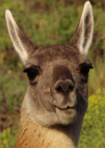 Llama Eating GIF by Head Like an Orange - Find &amp; Share on GIPHY