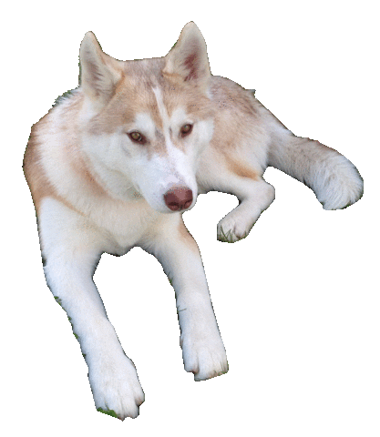 Sticker by Appartements_Andy