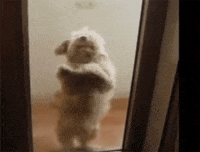 Dancing-animal GIFs - Get the best GIF on GIPHY