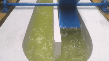 Microalgae GIF