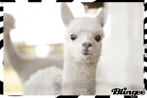 baby llama GIF