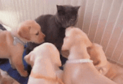 puppy puppies GIF by Rover.com