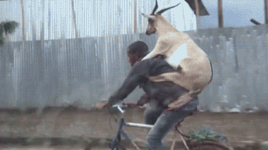 Goat GIF - Find & Share on GIPHY