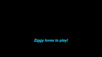 cynthiajcoleman play yorkie ziggy GIF