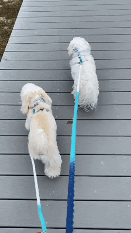 Maltese GIF
