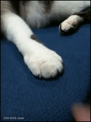 Paw Oath GIFs - Get the best GIF GIPHY