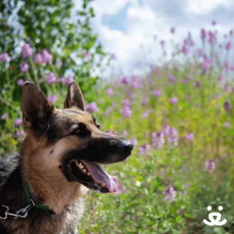 Blooming German Shepard GIF by Best Friends Animal Society