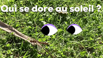 Une Libellule Se Dore La Pilule Au Mois De Novembre GIF
