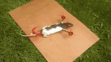 Drone Rat GIF