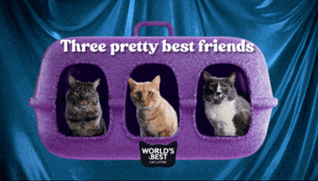 Catlove Worldsbest GIF by Worlds Best Cat Litter