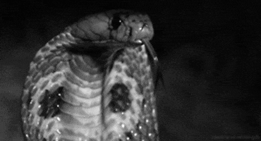 black and white snake GIF