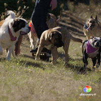 Slow Motion Running GIF by Animal Planet