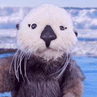 AquariumPacific-funny-sea-otter-aquarium-of-the-pacific-Oxwb1fNRSevvKB6up0