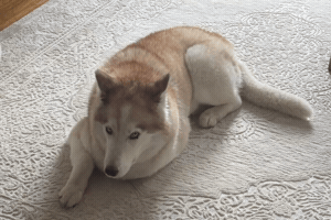 Mila GIF