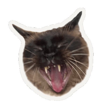 Screaming Siamese Cat Sticker