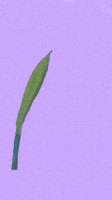 200.gif
