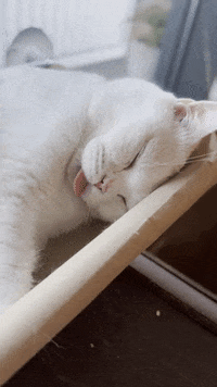 200w.gif