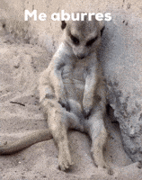 200.gif?cid=f0bdee7021ppe0z3ks5ssmrcka78nx7ioa2midzmhupkm8ht&rid=200.gif&ct=g