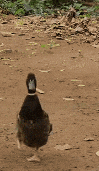 Duck GIF