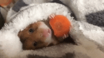 hungry hamster GIF