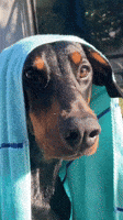 Doberman Pinscher Dog GIF Doberman Pinscher Dog GIF