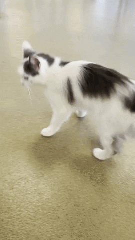 Monmouth County SPCA GIF