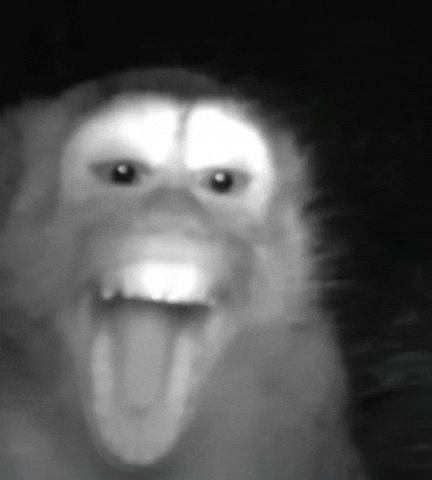Laugh Monkey GIF