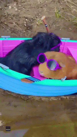 Vibing Guinea Pigs GIF by Storyful