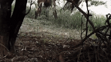 paulovalentim  GIF
