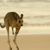 Australian-animals GIFs - Get the best GIF on GIPHY