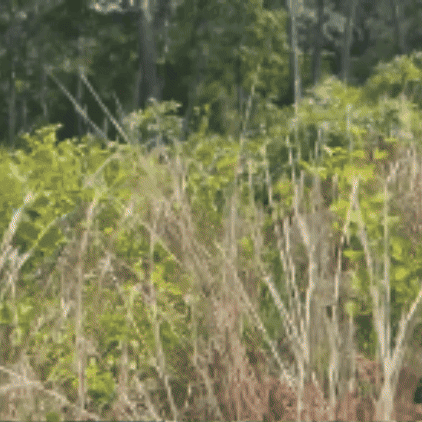 Phone GIF