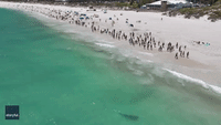 Drone Shows Tiger Shark Swimming Close to Bathers at Perth Beach
