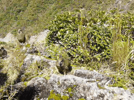 stevelordpottyreekie new zealand kea keas nestor notabilis GIF