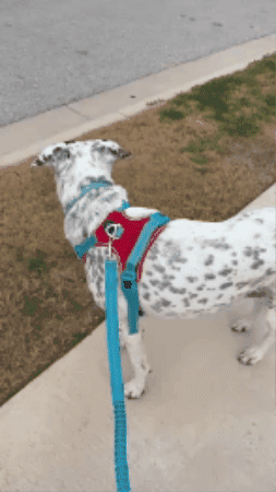 Cat GIF