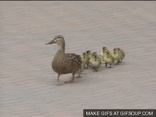 ducks