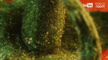 MacroRoom  GIF