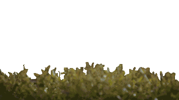 Island Sumar Sticker by N1