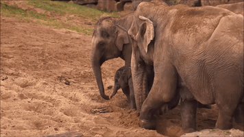 GIF by Planckendael