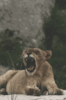 tiger chilling GIF
