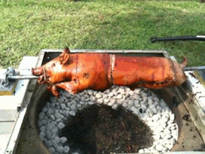 Image result for pig roast gifs