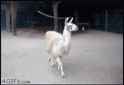 giphy.gif?cid=19f5b51a5d16246a5971664241