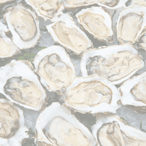 chasesplacecocktails texas oysters chasesplacecocktails cpck GIF