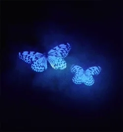 Butterfly Hipster GIF