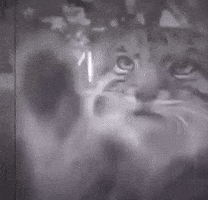 Pallas Cat Window GIF
