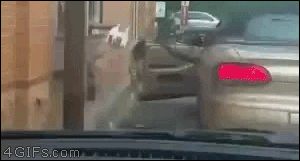 giphy.gif?cid=19f5b51a5c6467927a2e62677372921c