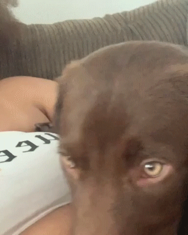 Dog GIF