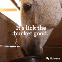 Horse GIF by Nutrena Feed