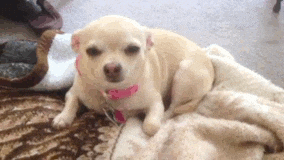 slaperige chihuahua GIF