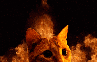 Cat GIF