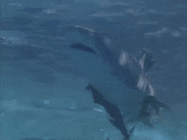 permacrust  GIF